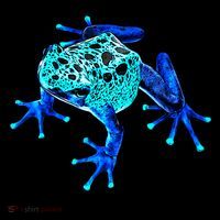 Little Blue Frog With Spots Visor thumb 3