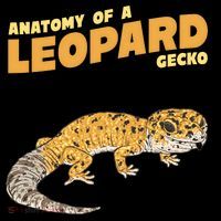Leopard Gecko Anatomy Coffee Mug thumb 5