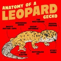 Leopard Gecko Anatomy Santa Hat thumb 1