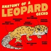 Leopard Gecko Anatomy Santa Hat thumb 1