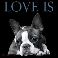 Love Is Boston Terrier Bostie Coaster thumb 2