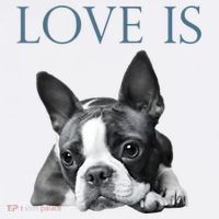Love Is Boston Terrier Bostie Button thumb 1