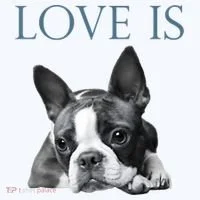 Love Is Boston Terrier Bostie Women's T-Shirt thumb 6