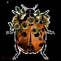 Ladybug Hoodie thumb 7