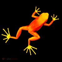 Little Orange Frog Kids Hoodie thumb 5