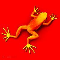 Little Orange Frog Santa Hat thumb 1