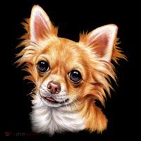 Long Haired Chihuahua Pajama Set thumb 2