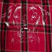 Labrador Retriever Dog Men's Flannel Plaid Pajama Pants thumb 2