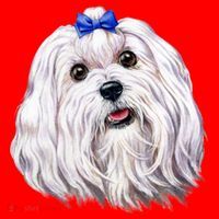 Maltese Santa Hat thumb 1