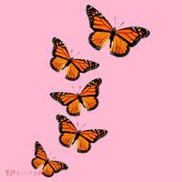 Monarch Butterflies Inspirational Entomologists Coaster thumb 2