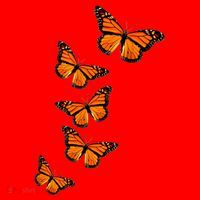 Monarch Butterflies Inspirational Entomologists Santa Hat thumb 1