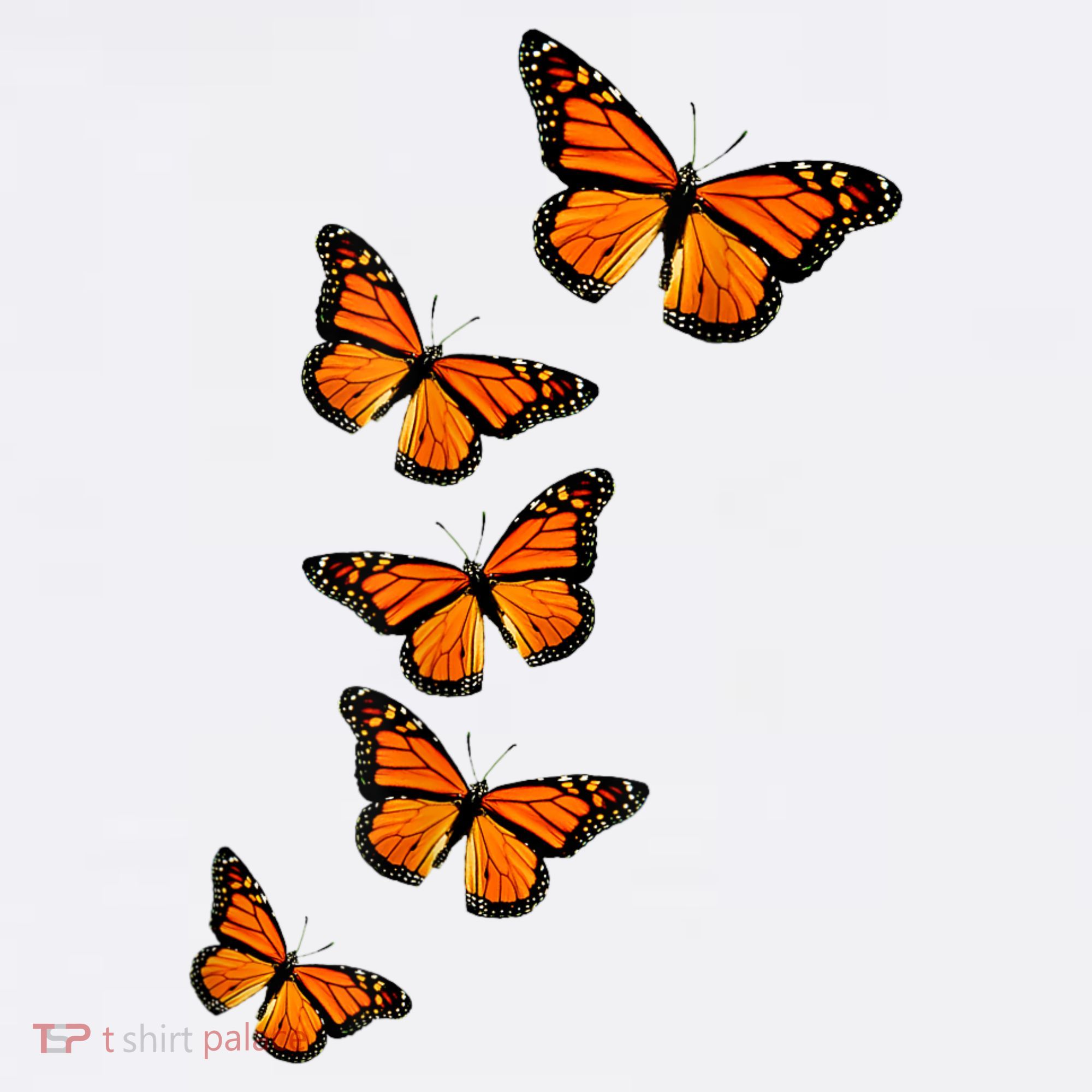 Monarch Butterflies Inspirational Entomologists Tumbler
