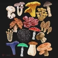 Mushroom Classification Types Mycology For Shroom Hunter Toddler Hoodie thumb 2