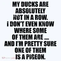 My Ducks Are Absolutely Not In A Row Pigeon Women's Hoodie thumb 2