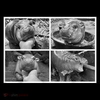 Moo Deng Hippo Photo Funny Pygmy Hippopotamus Coffee Mug thumb 5