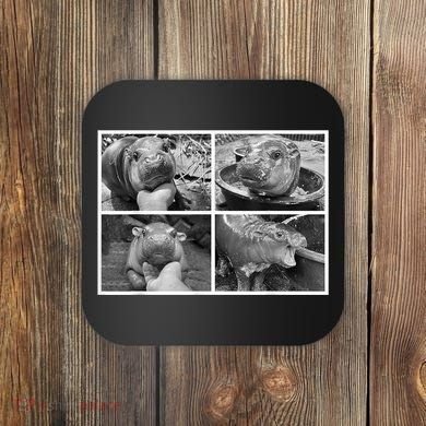 Moo Deng Hippo Photo Funny Pygmy Hippopotamus Coaster