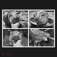 Moo Deng Hippo Photo Funny Pygmy Hippopotamus Toddler Hoodie thumb 2