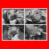 Moo Deng Hippo Photo Funny Pygmy Hippopotamus Santa Hat thumb 1