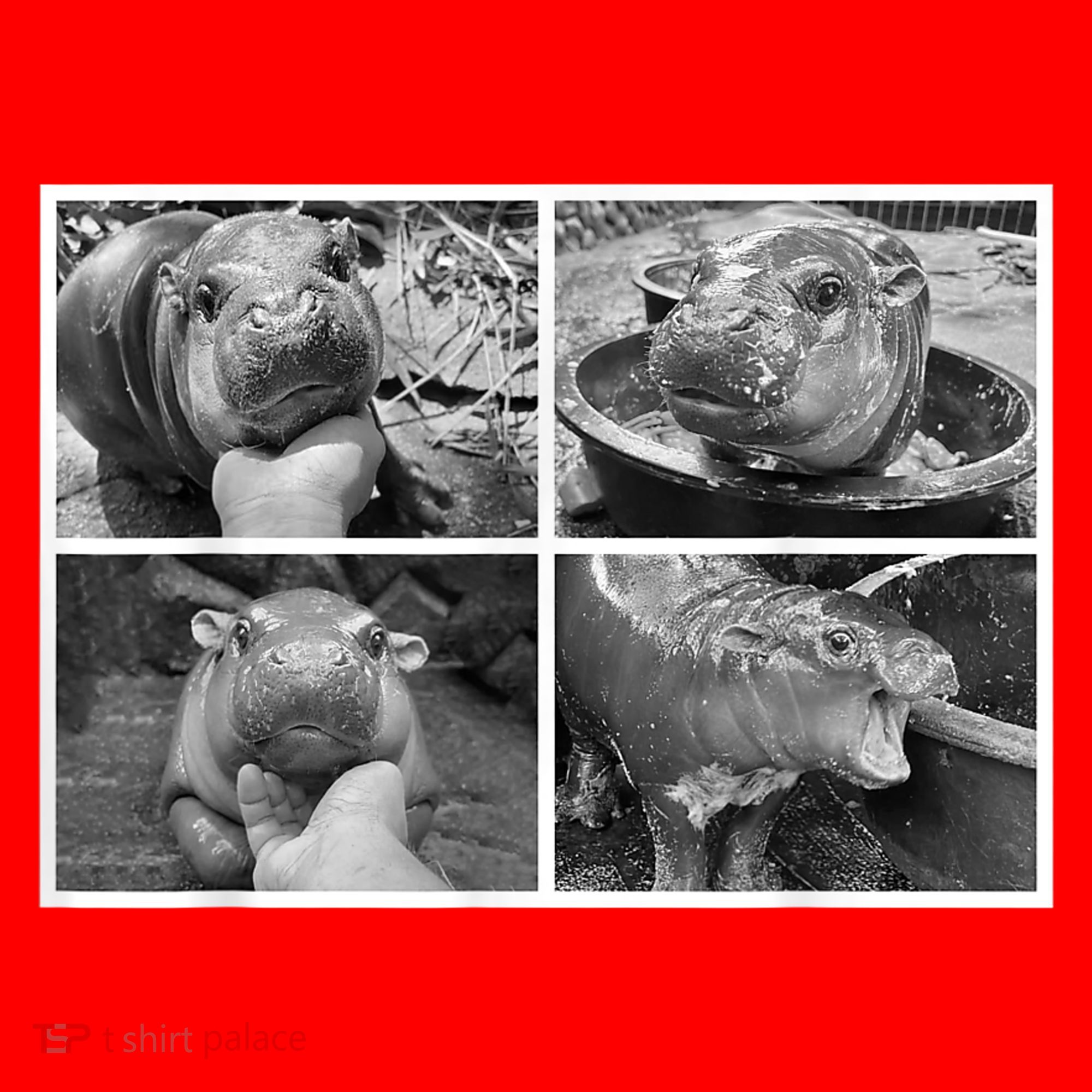 Moo Deng Hippo Photo Funny Pygmy Hippopotamus Santa Hat