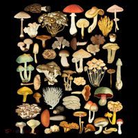Mycology Fungi Foraging Mushroom Coffee Mug thumb 5