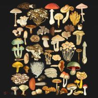 Mycology Fungi Foraging Mushroom Coaster thumb 2