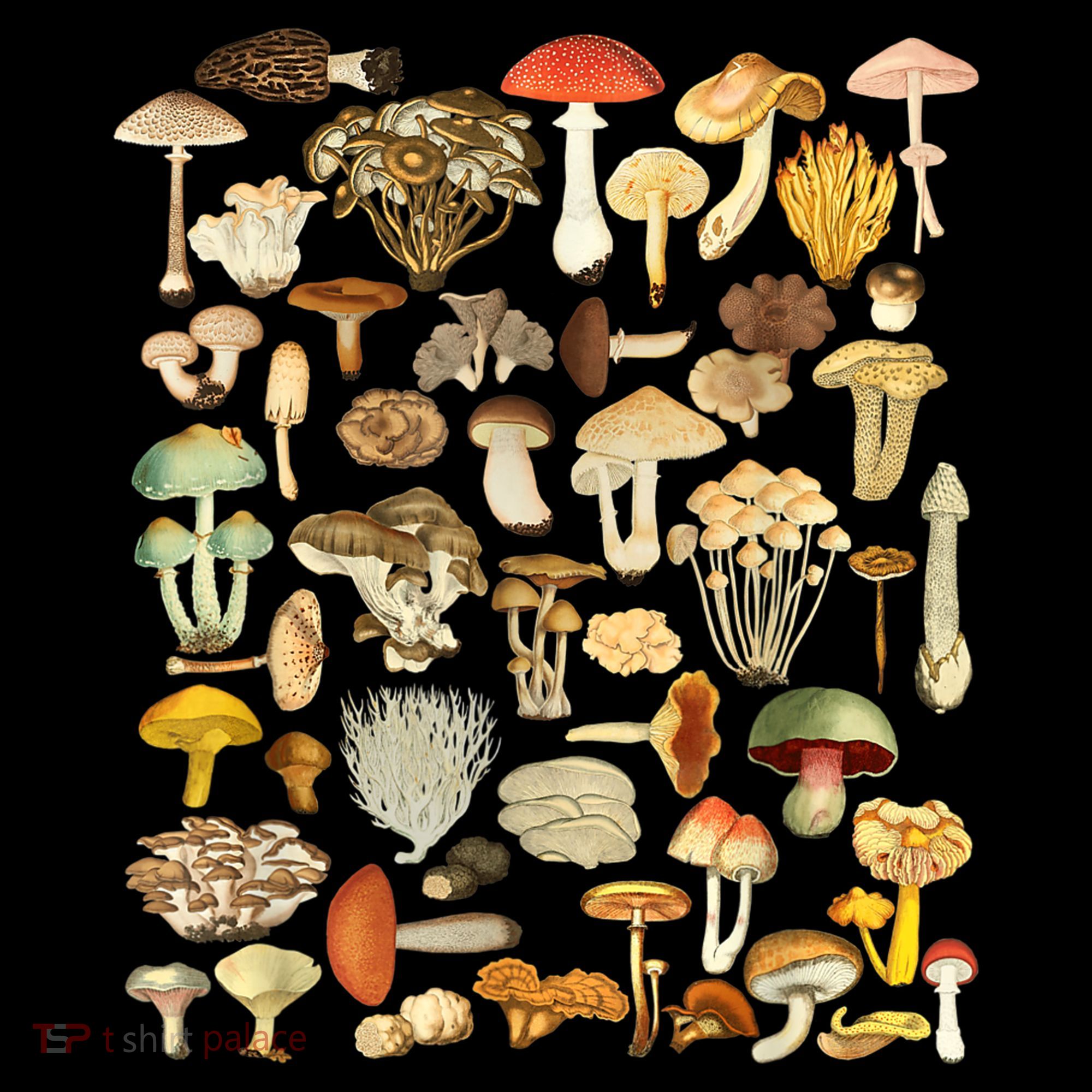 Mycology Fungi Foraging Mushroom Women's Hoodie