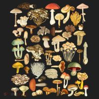 Mycology Fungi Foraging Mushroom Tumbler thumb 3