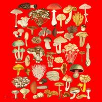 Mycology Fungi Foraging Mushroom Santa Hat thumb 1