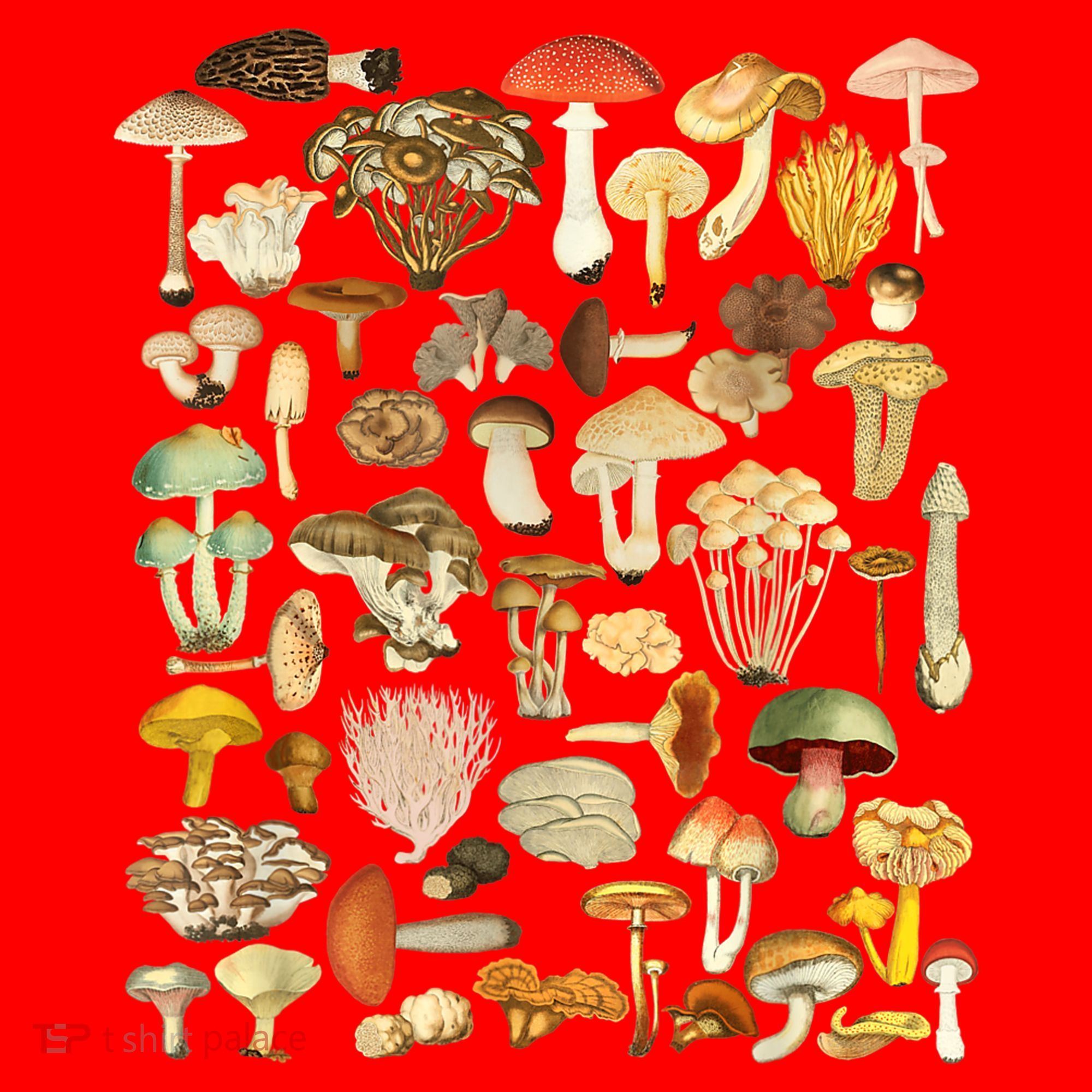 Mycology Fungi Foraging Mushroom Santa Hat