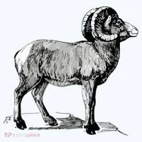 Mountain Goat Mountain Sheep Bucket Hat thumb 4