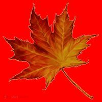 Maple Leaf Nature Santa Hat thumb 1