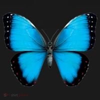 Morpho Butterfly Close Up 3D Sweatshirt thumb 3