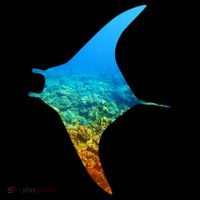 Manta Ray Silhouette Earth Day And Ocean Week Gift Women's Hoodie thumb 2