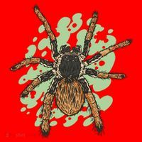 Megaphobema Robustum Tarantula Spider Santa Hat thumb 1
