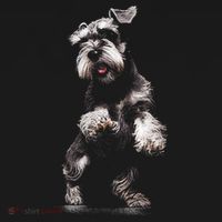 Miniature Schnauzer Dog Art Miniature Schnauzer Hoodie thumb 7