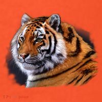 Majestic Tiger Head Coaster thumb 2