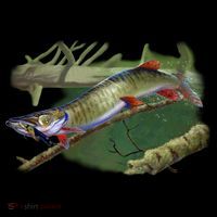 Musky Escape Route Fishing Women's Hoodie thumb 2