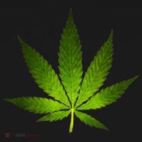 Majestic Weed Cannabis Plant Leaf Silhouette USA-Made Doggie Bandana thumb 2
