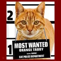 Most Wanted Orange Tabby Cat T Feline S Beanie thumb 2