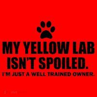 My Yellow Lab Isn't Spoiled Santa Hat thumb 1
