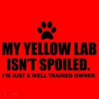 My Yellow Lab Isn't Spoiled Santa Hat thumb 1