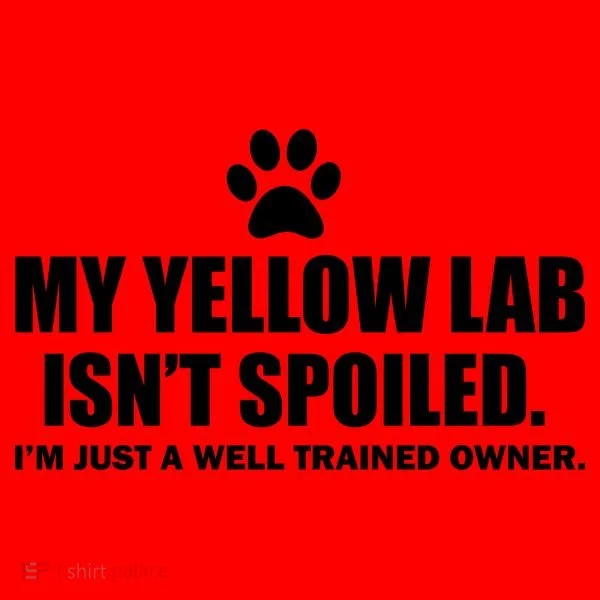 My Yellow Lab Isn't Spoiled Santa Hat
