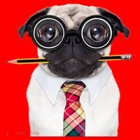 Nerdy Pug Dog With Glasses Santa Hat thumb 1