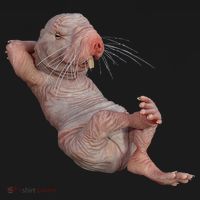 Naked Molerat Zookeeper Safari Animal Lover Mole Rat Women's Hoodie thumb 2