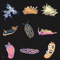 Nudibranch Sea Slug Marine Biologist And Aquarist Sweatshirt thumb 3