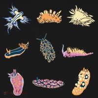 Nudibranch Sea Slug Marine Biologist And Aquarist Women's Hoodie thumb 2