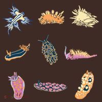 Nudibranch Sea Slug Marine Biologist And Aquarist Apron thumb 3