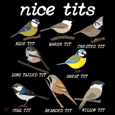 Nice Tits Funny Bird Watching Birdwatcher Stripe Pom Pom Beanie