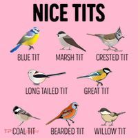 Nice Tits Pun Joke Funny Bird Lover Enthusiast Birdwatcher Coaster thumb 2