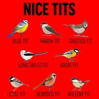 Nice Tits Pun Joke Funny Bird Lover Enthusiast Birdwatcher Santa Hat thumb 1